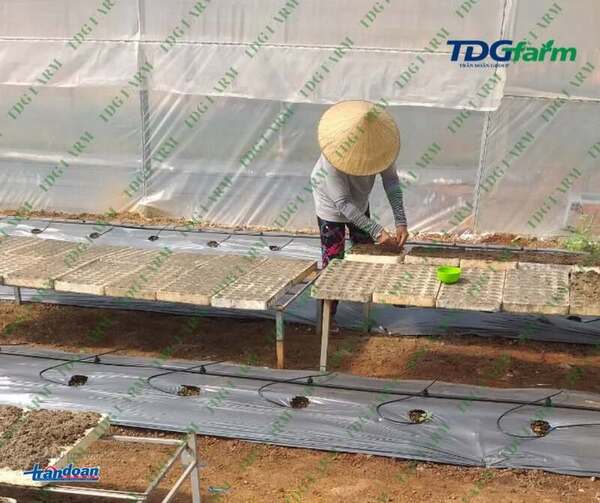 TDG Farm Company