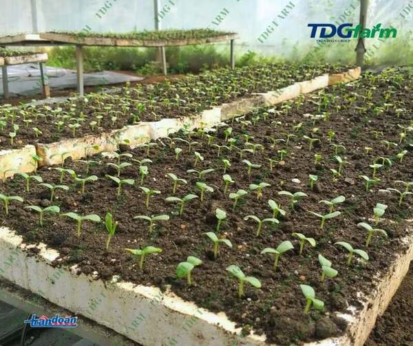 TDG Farm Company