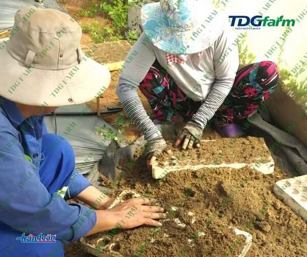 TDG Farm Company