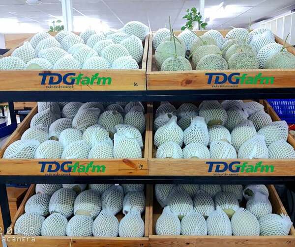 TDG Farm Company