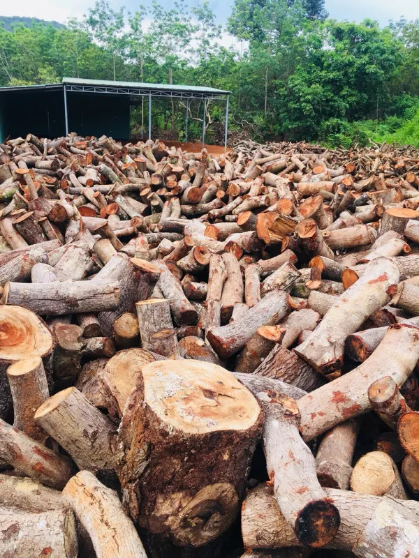 Cashew wood log