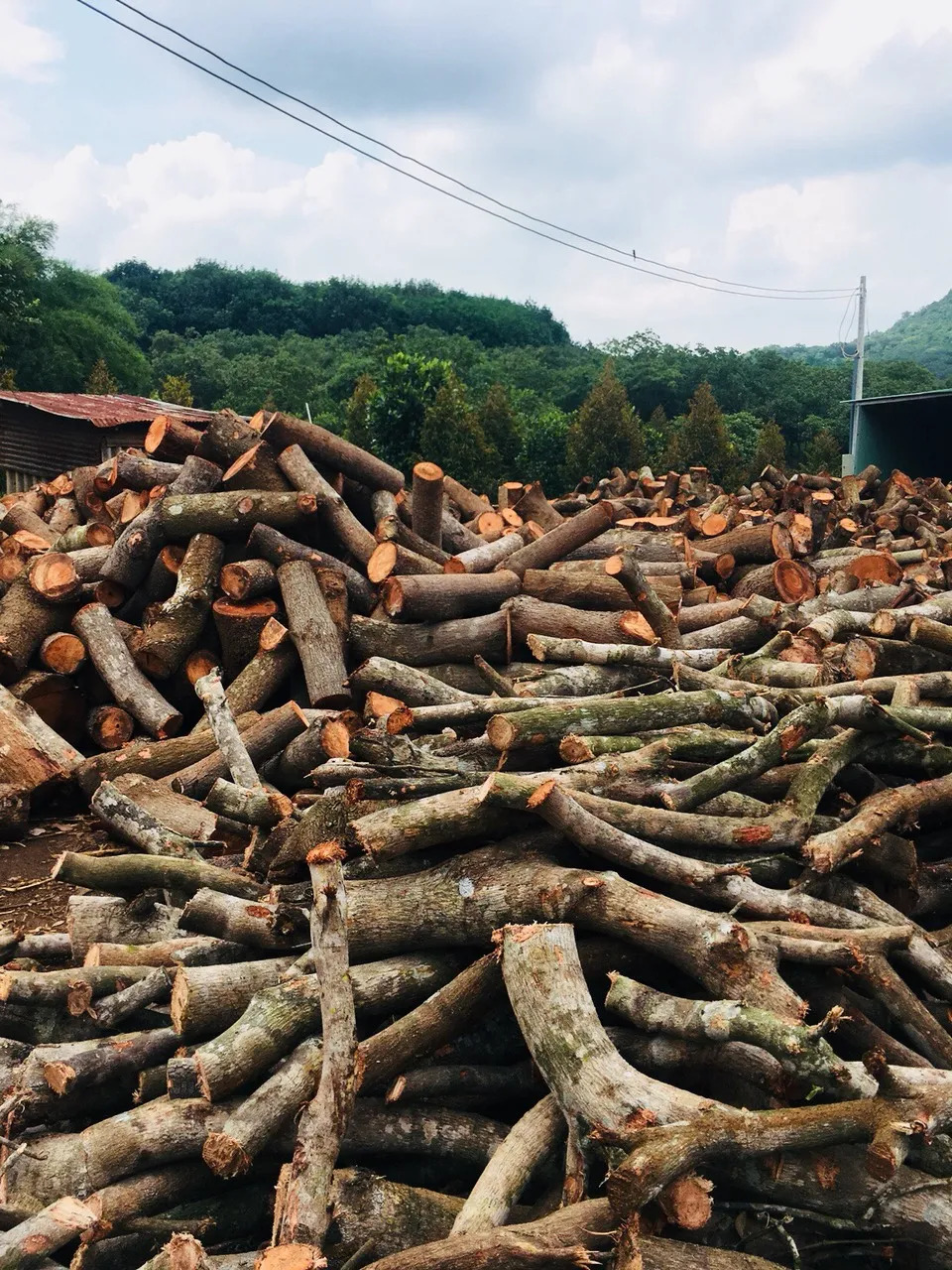 Cashew wood log