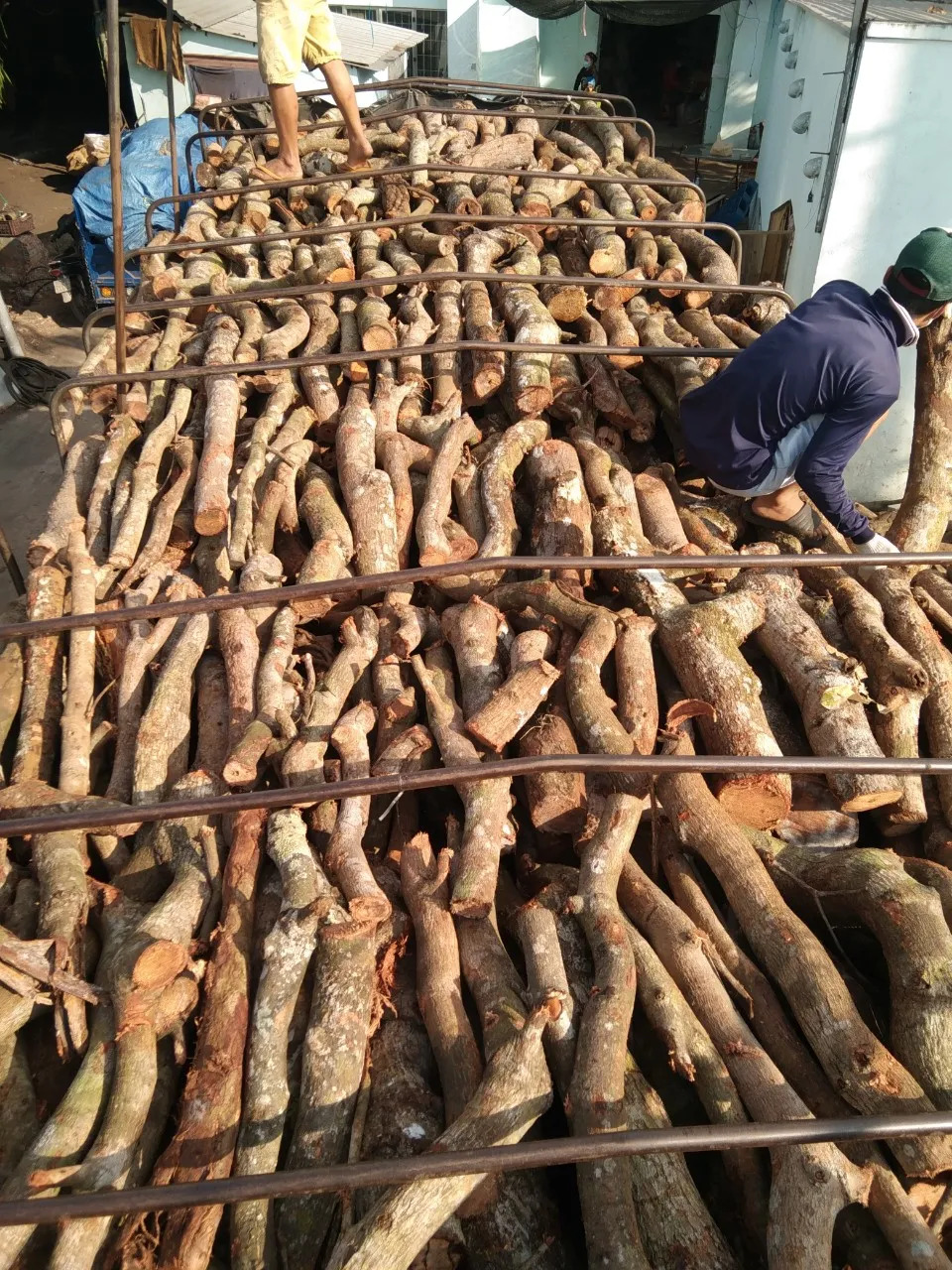 Cashew wood log