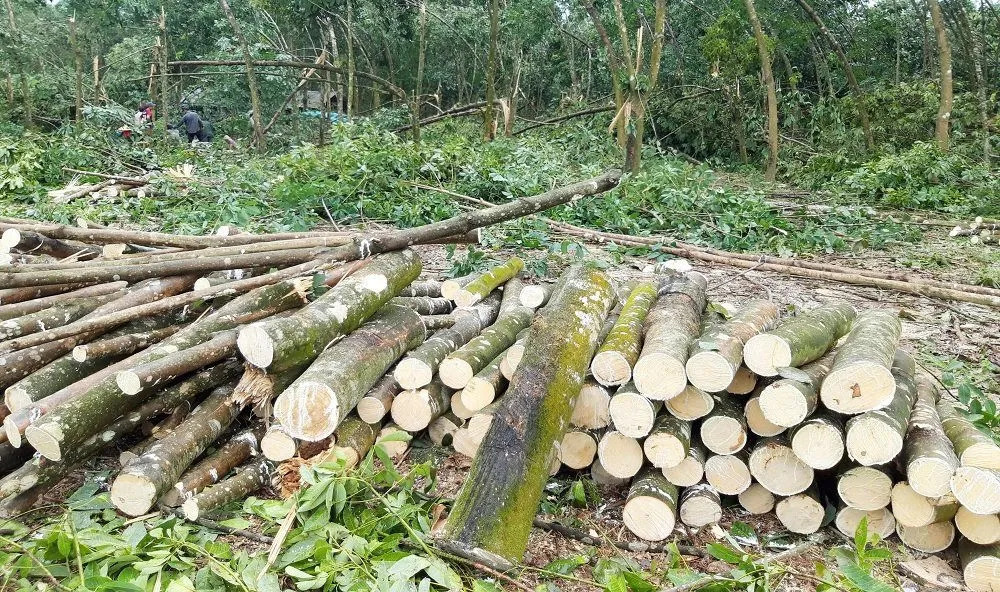 Rubber wood log
