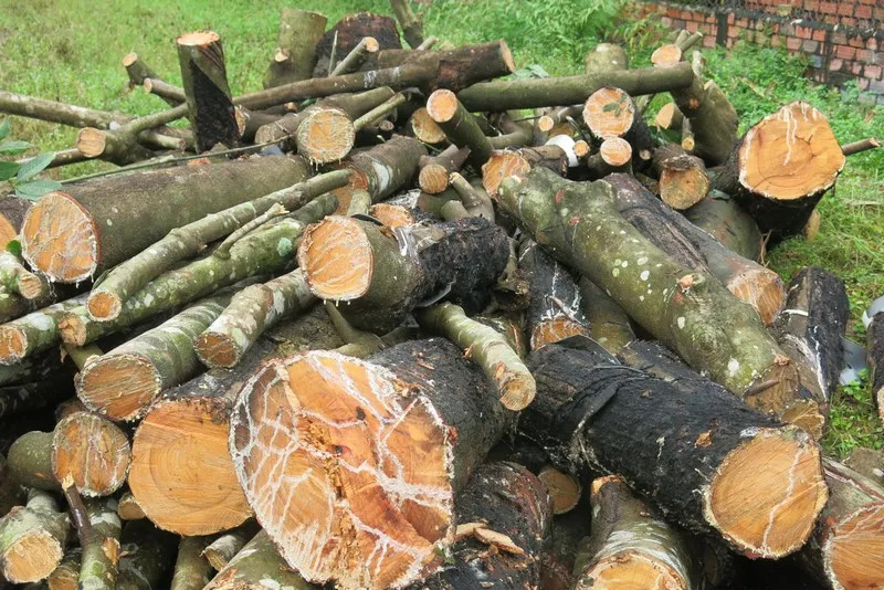 Rubber wood log