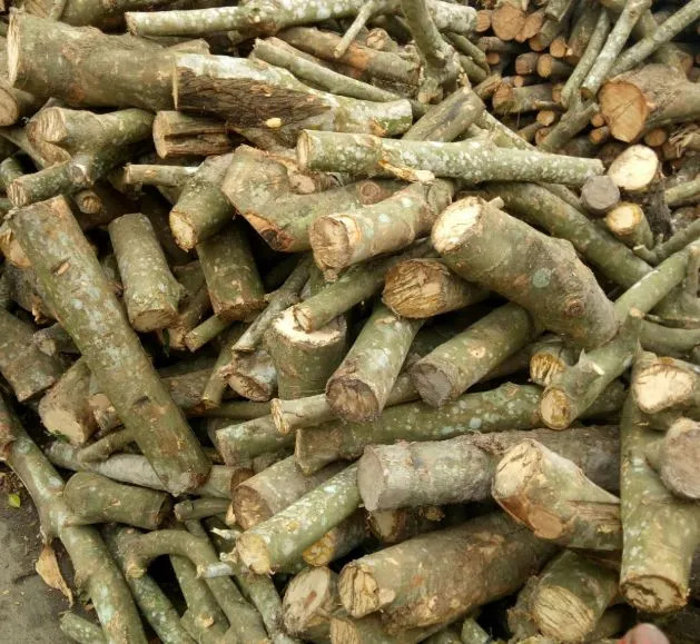 Rubber wood log