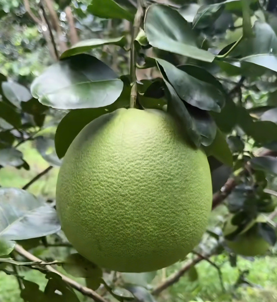 Fresh pomelo