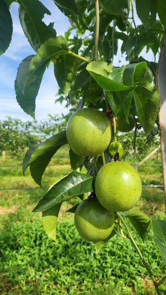 Fresh passion fruit