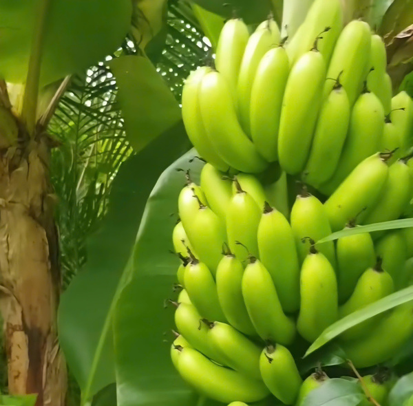 Fresh banana