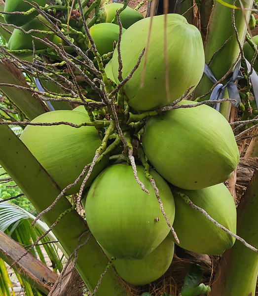 Fresh coconut