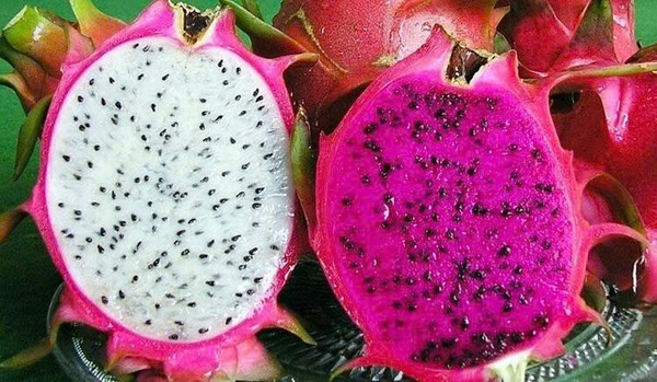 Fresh dragon fruit