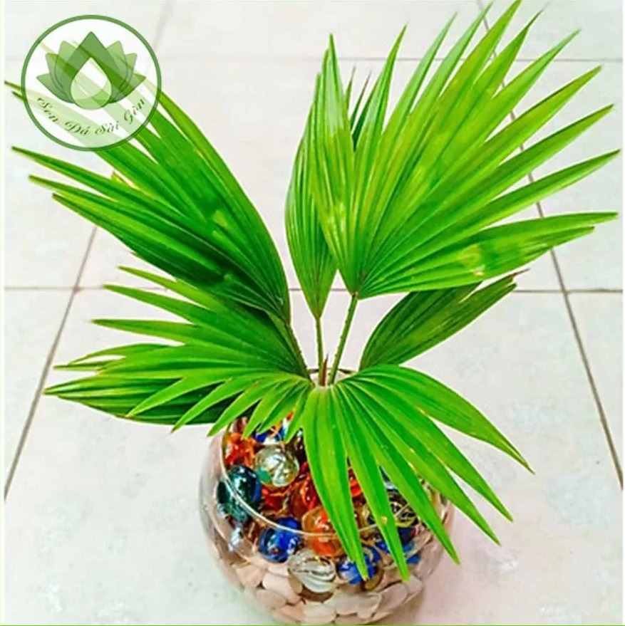 Palm tree