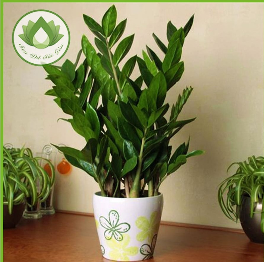 Money tree