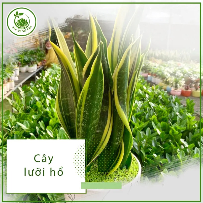 Snake plant