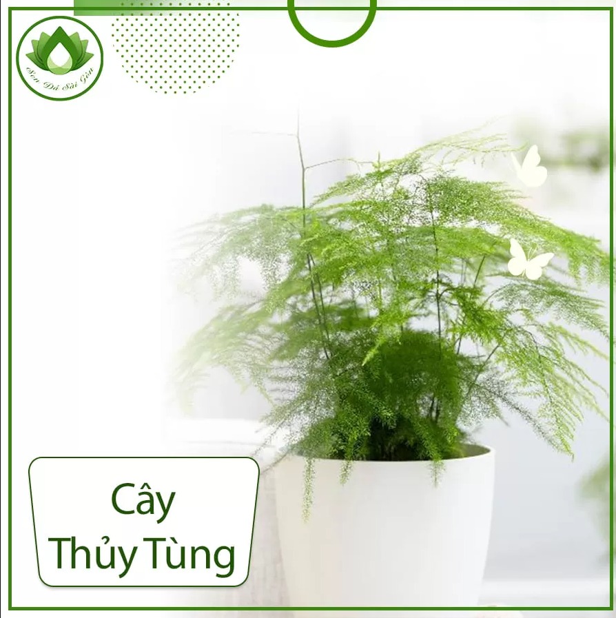 Asparagus fern