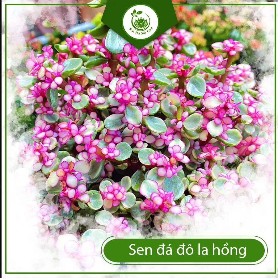 Portulacaria afra variegata