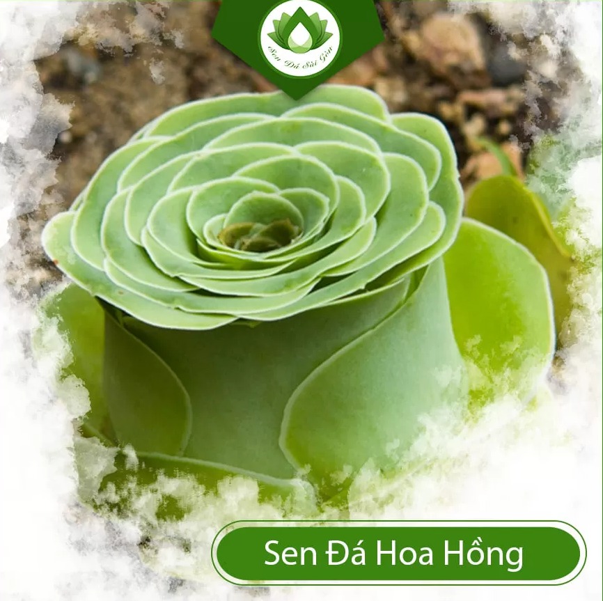 Echeveria green rose