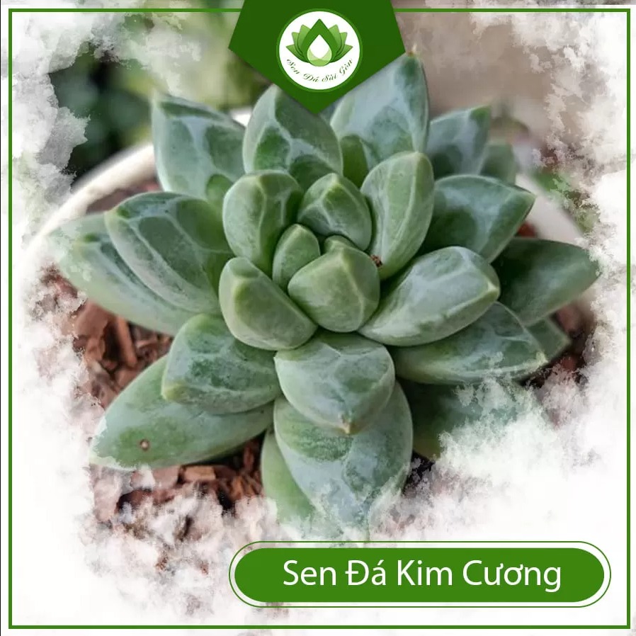 Haworthia cooperi
