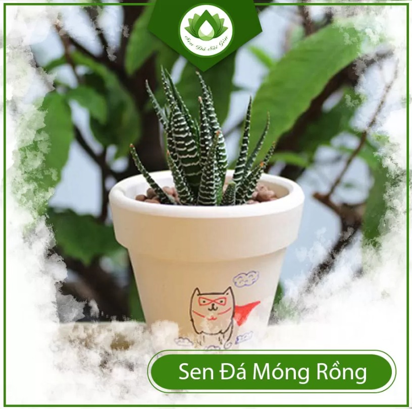 Haworthia attenuata