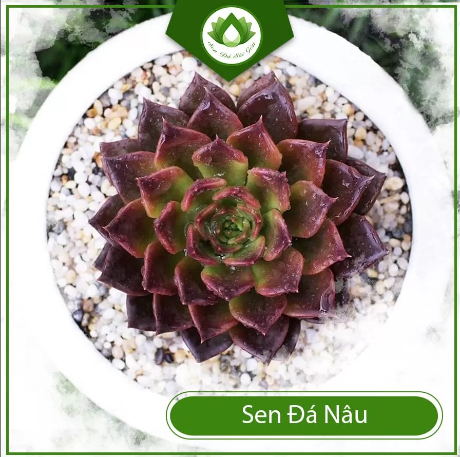 Echeveria black prince