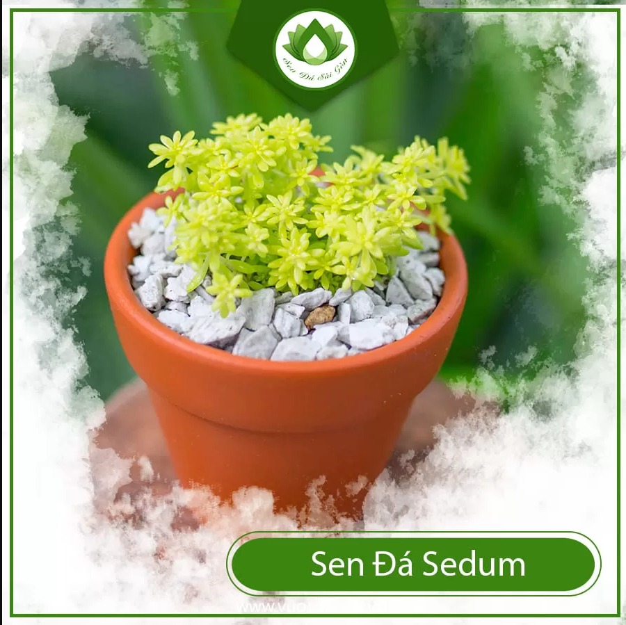 Sedum