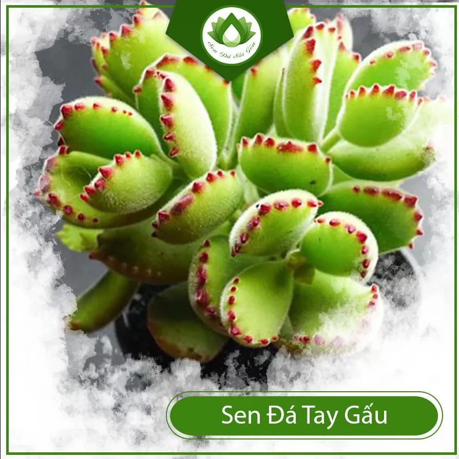 Cotyledon tomentosa