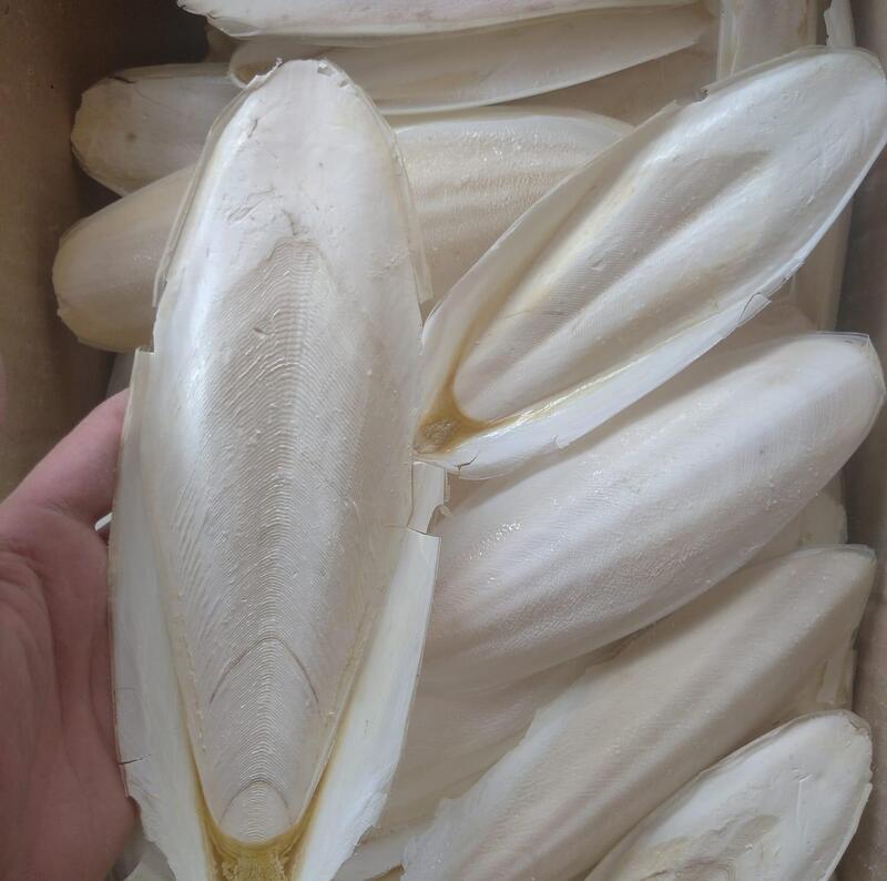 Cuttlefish bone