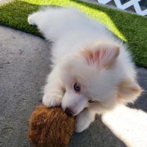 Coir fiber rope chew