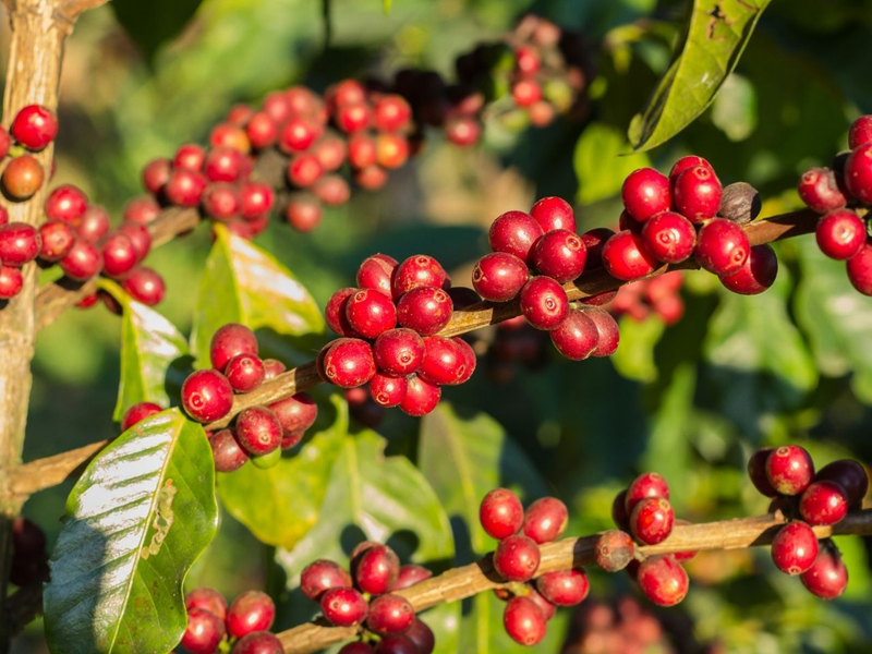 Specialty coffee