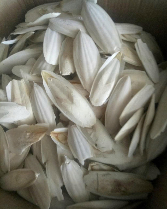 Cuttlefish bone for pets