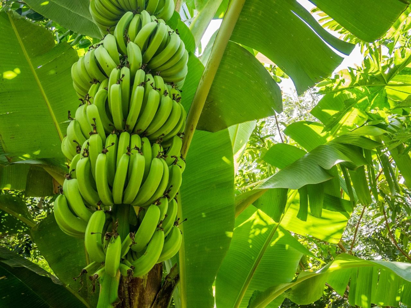 Vietnamese agricultural product