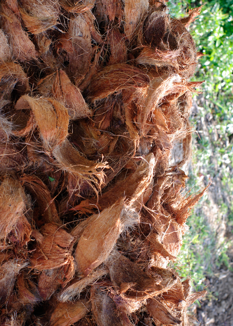 Coco husk chip