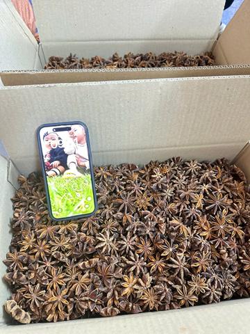 Dried star anise